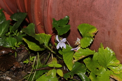 Viola shinchikuensis