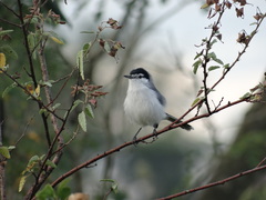 Yucatan Gnatcatcher photo 5