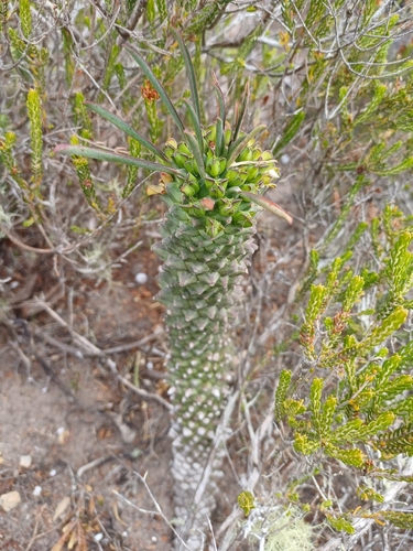 Euphorbia clandestina, photograph 5