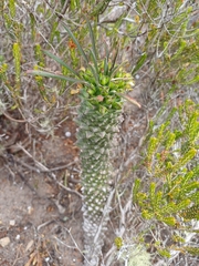 Euphorbia clandestina, photograph (c) Martjie Fia Fourie, some rights reserved (CC BY)