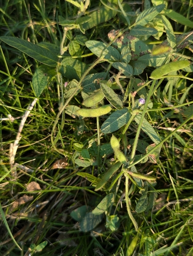 Wild Soybean