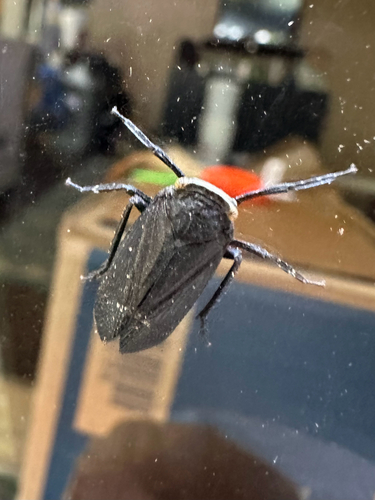 sumac speckled lanternfly