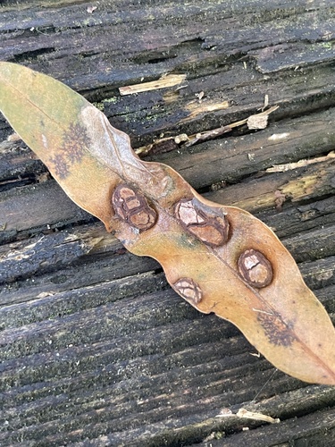 Unknown species found near Willeo Rd, Roswell, GA, US