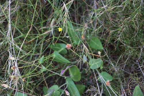 Othonna perfoliata