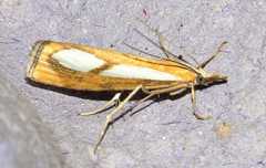 Catoptria conchella