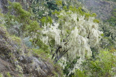 Usnea barbata