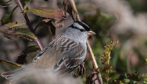 White-crowned Sparrow photographed in New Hampshire