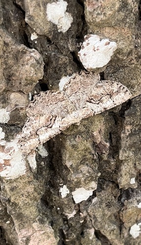 Giant Gray Moth photo 4