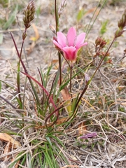 Tritonia squalida, photograph (c) Martjie Fia Fourie, some rights reserved (CC BY)