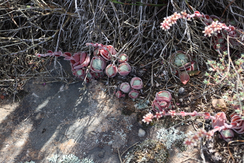 Crassula tomentosa