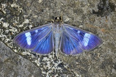 Erilusa leucoplagalis
