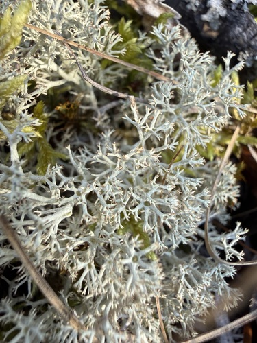Cladonia mitis, 2025-10-04