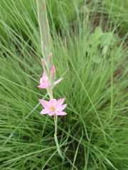 Hesperantha baurii