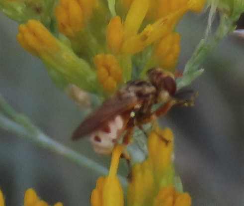 Unknown species found near Netherwood Park, Albuquerque, NM, USA