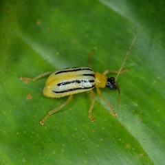 Diabrotica underwoodi