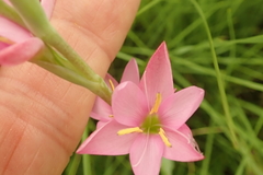 Hesperantha baurii