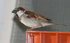 Passer domesticus × italiae