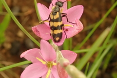 Hesperantha baurii