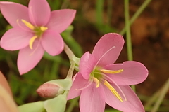 Hesperantha baurii