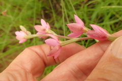 Hesperantha baurii
