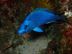 Blue Hamlet photo 2