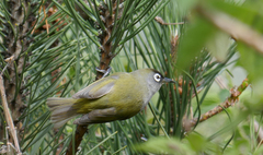 Zosterops olivaceus