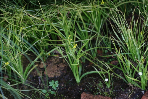 Pauridia pusilla (Pauridia pusilla)