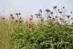 Cirsium alsophilum