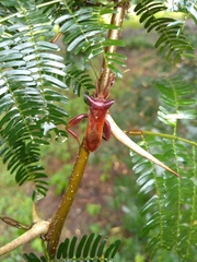 Piezogaster achilles