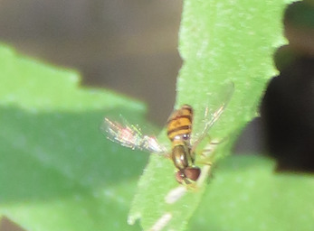 Unknown species found near Netherwood Park, Albuquerque, NM, USA