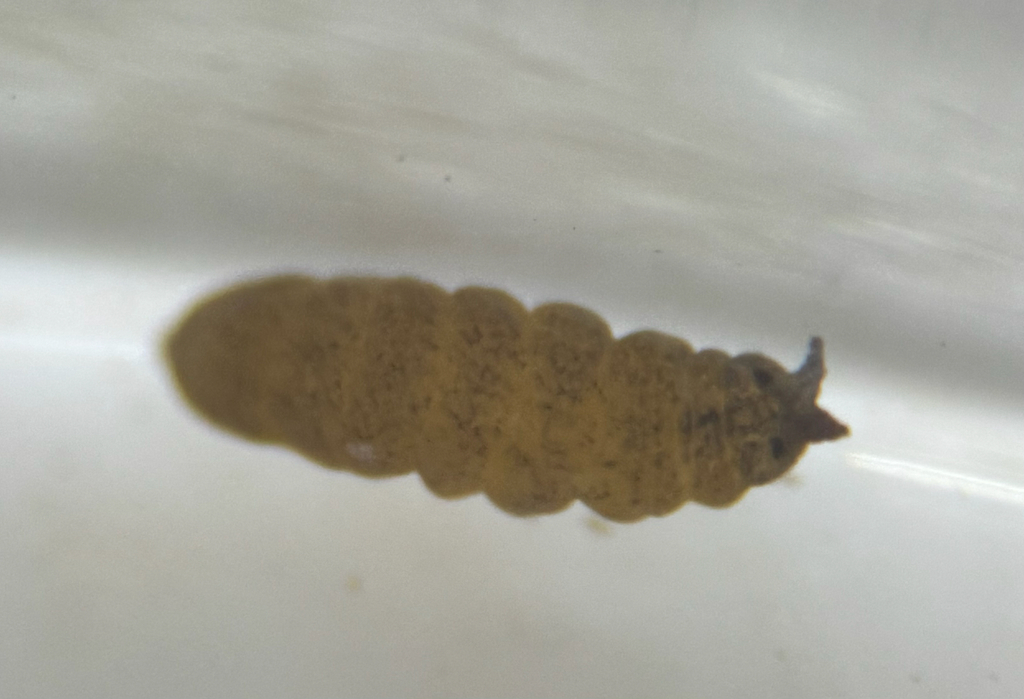 Odontella