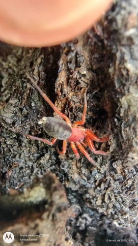 Nops alexenriquei (Nops alexenriquei)
