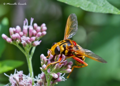 Milesia crabroniformis
