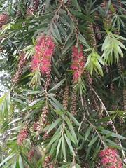 Melaleuca viminalis viminalis