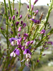 Carmichaelia compacta