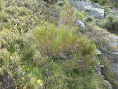 Carmichaelia compacta