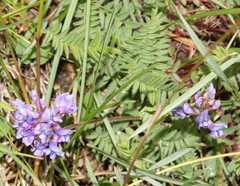 Oxytropis montana