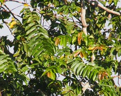 Duabanga grandiflora