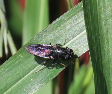 Unknown species found near Netherwood Park, Albuquerque, NM, USA