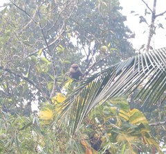 Semnopithecus vetulus