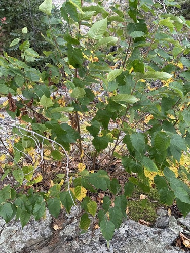 heartleaf paper birch (Betula cordifolia)