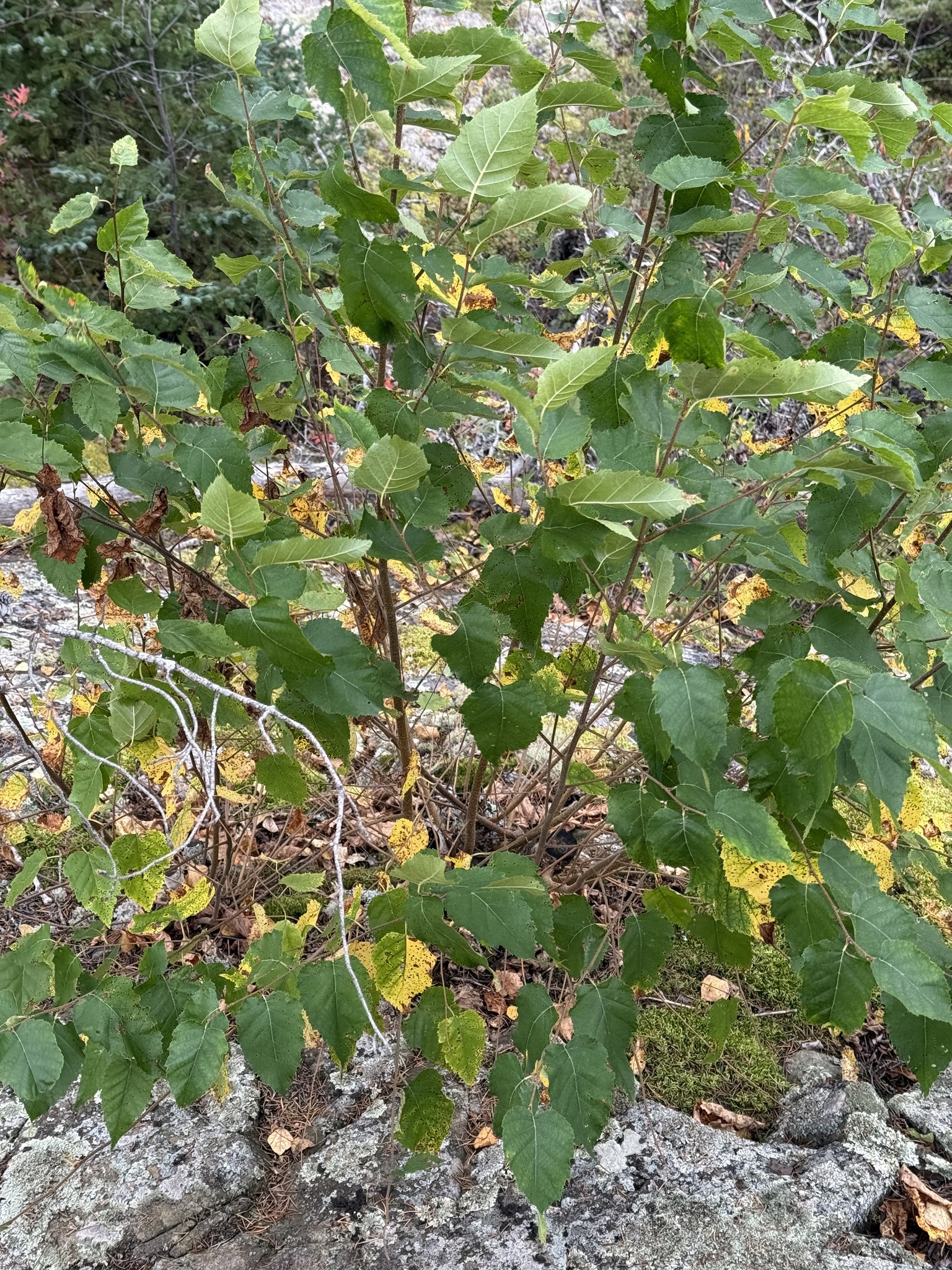 Heartleaf Paper Birch (Betula cordifolia)