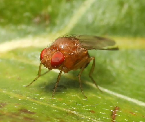 Unknown species found near Off Edgartown Road, Oak Bluffs, MA, USA
