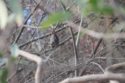 Heart-nosed Bat