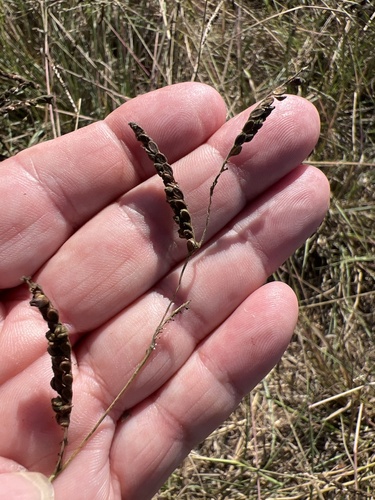 Brownseed Paspalum (Paspalum plicatulum)