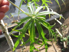 Jatropha multifida