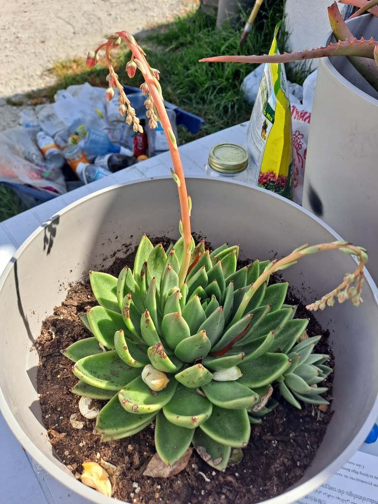 Echeveria rosette detail
