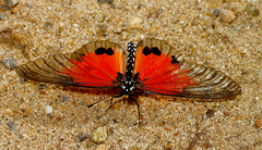 Acraea dammii