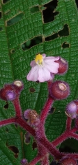 Miconia conospeciosa
