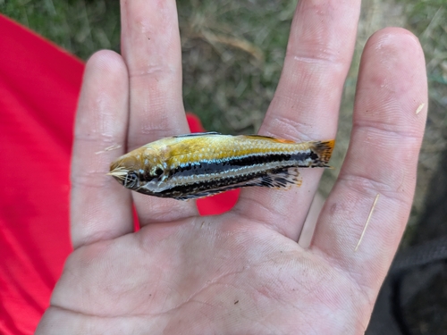 Melanochromis auratus